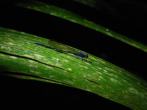 leaf