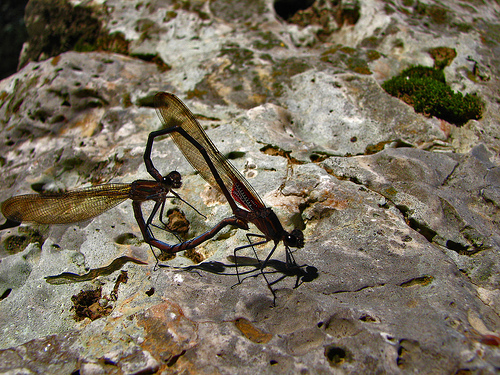 dragonflies